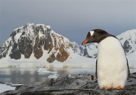 178 Best Antarctica Small Ship Cruises for 2025