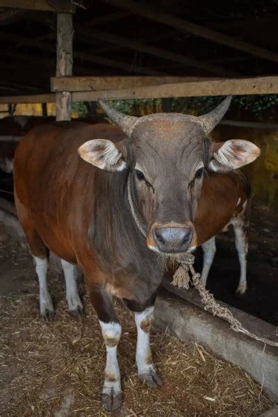 Bali cattle - Facts, Diet, Habitat & Pictures on Animalia.bio