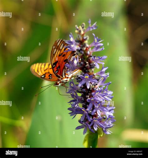 The Gulf Fritillary Butterfly Agraulis Vanillae Florida USA Stock Photo