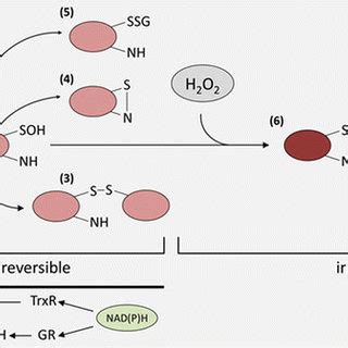 Redox Sensitive Proteins Involved In The Regulation Of Cell Metabolism