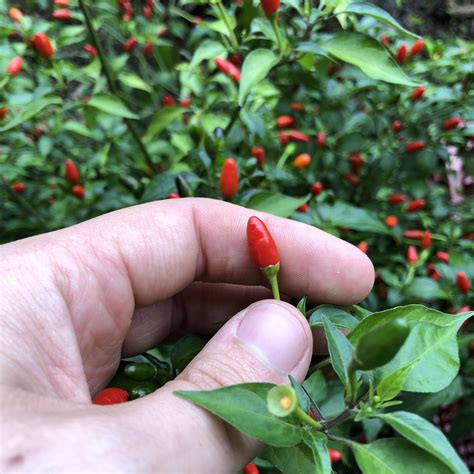 Bought a Bird Pepper plant at the Florida Natural History Museum! : r ...