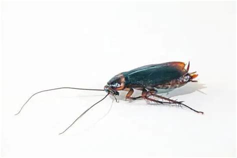 What Does a Cockroach Bite Look Like? - pestwhisperer.com