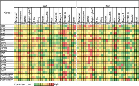 Heatmap Representing Relative Expressions Of Salt Stress Related Genes