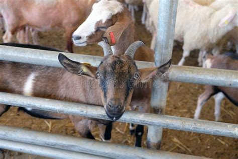 Sheep In The Corral On A Farm Stock Image Image Of Nature Livestock