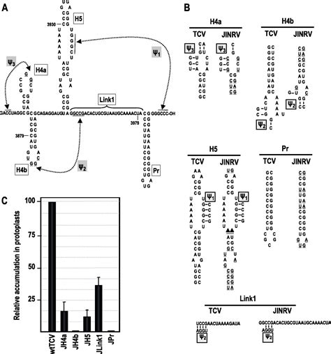 Structural Domains Within The Untranslated Region Of Turnip Crinkle