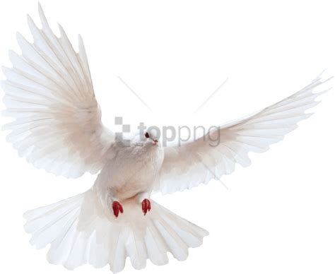 Download White Dove Transparent Background Bird Image Transparent