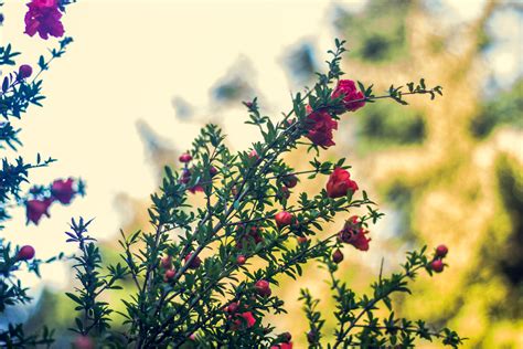 plants, Depth Of Field, Flowers, Pink Flowers Wallpapers HD / Desktop ...