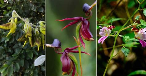 Unique Resemblance: 5 Flowers That Look Like Birds - Southside Blooms