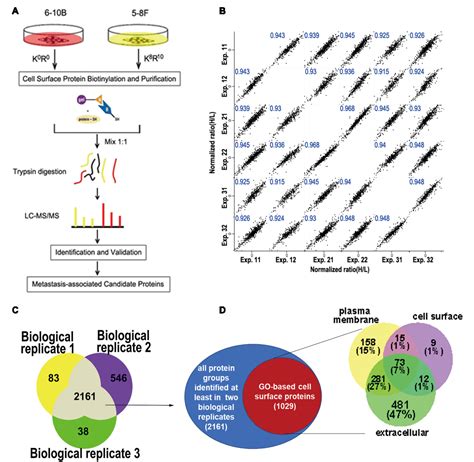 Figure 1 From Coupling Of Cell Surface Biotinylation And Silac Based