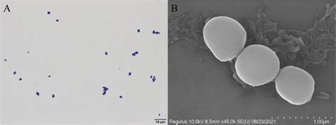 Frontiers Staphylococcus Sciuri Causes Disease And Pathological