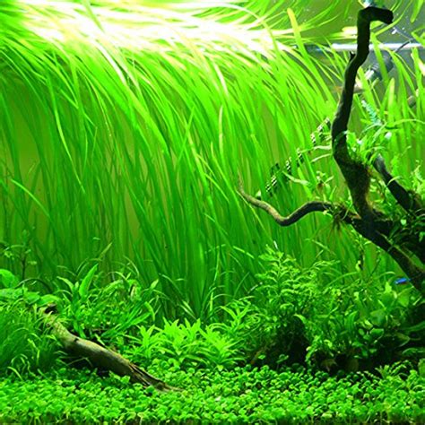 3 Vallisneria Italian Bunches – Beginner Tropical Live Aquarium Plant ...