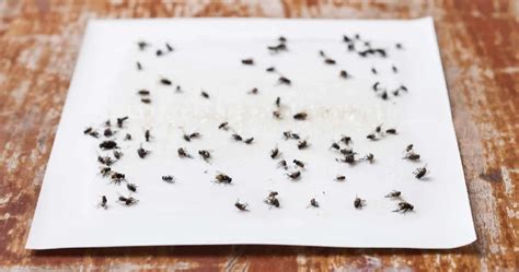 Sticky Ant Trap: An Effective Solution for Ant Infestations