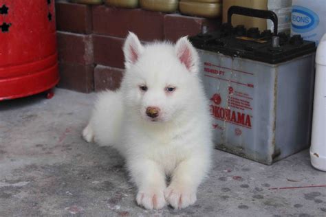 LovelyPuppy: Full White Siberian Husky Puppy