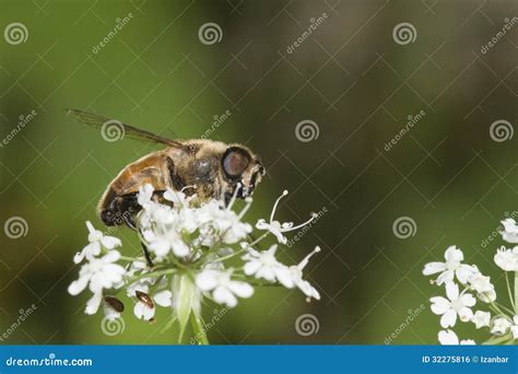 Bee On A White Flower Stock Photo Image Of Field Flora 32275816