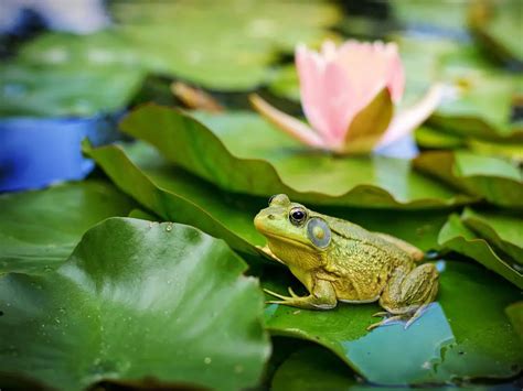 Adaptations Of A Frog - Behavioral, Structural & Physiological - Zooologist