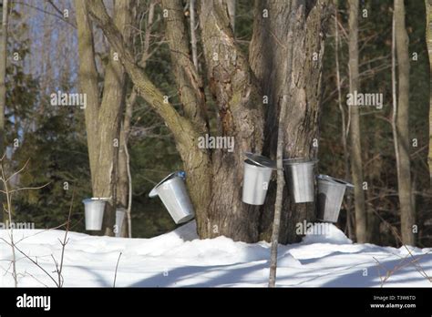 Pails On A Maple Tree For Collecting Sap In The Early Spring Stock