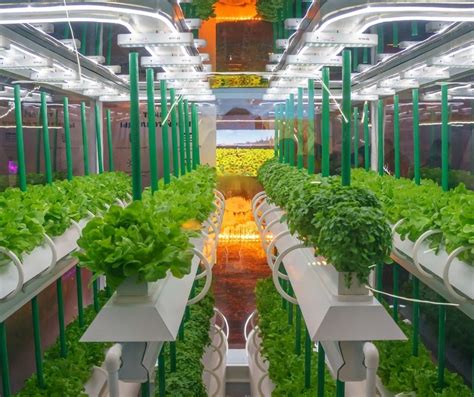 Are Hydroponic Vegetables Healthy?