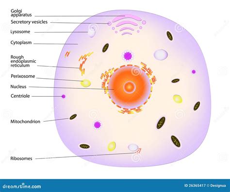 Cellule Animale Illustration De Vecteur Illustration Du Organelles