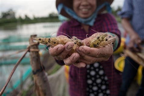 Vietnams Shrimp Exports At Risk The ASEAN Post