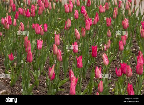 Tulip Tulipa Mariette Hi Res Stock Photography And Images Alamy