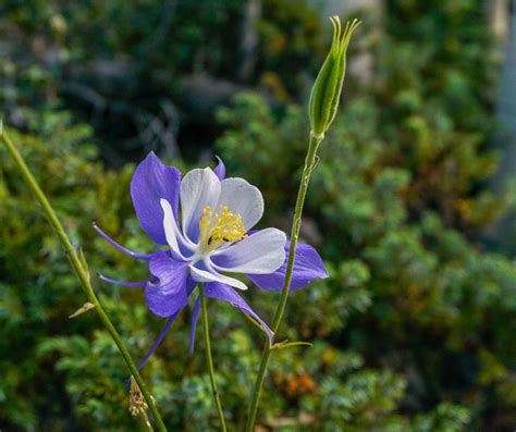 Wildflower Hikes that were Exceptional! - Crazy About Colorado