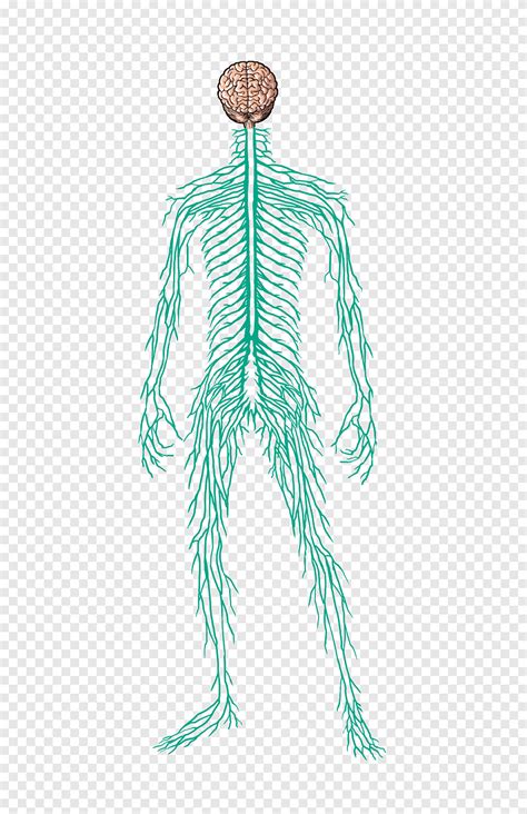 Nervous System Human Body Muscle Nerve Homo Sapiens Human Muscle