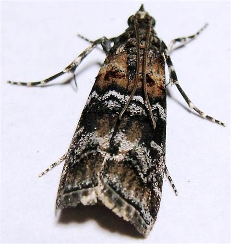 Pyralid Moth Dioryctria Bugguidenet