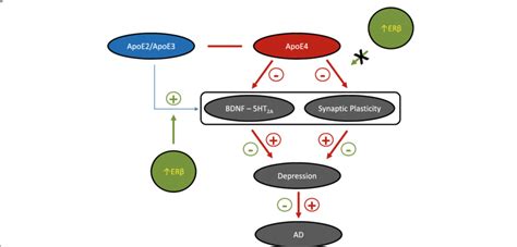 Estrogen Receptor Er Interacts With Apolipoprotein E Apoe In The