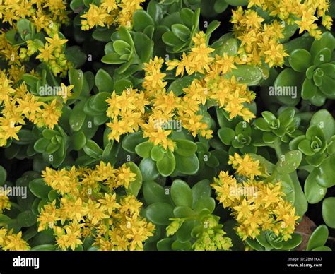 Yellow Flowers Of Ground Covering Sedum Palmeri Or Palmer S Stonecrop