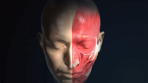 Illustrations anatomy human head - MedicalGraphics