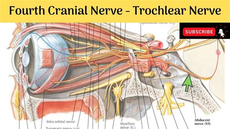 Fourth Cranial Nerve Trochlear Nerve Nucleus Functional Component