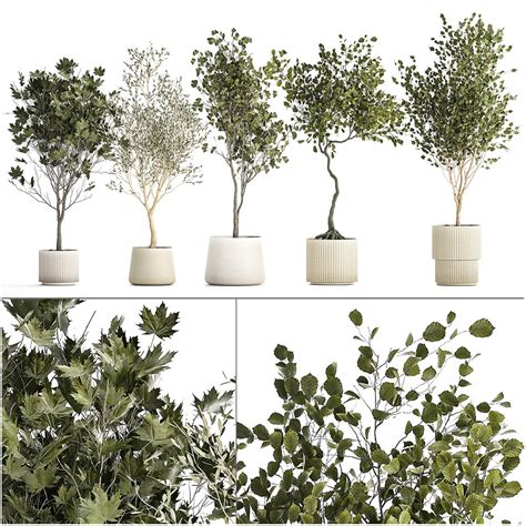 Set Of Beautiful Trees In Pots For Decoration 1331 Model - TurboSquid ...