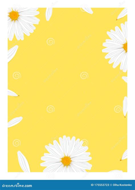 Template Banner With Realistic Chamomile Stock Vector Illustration Of