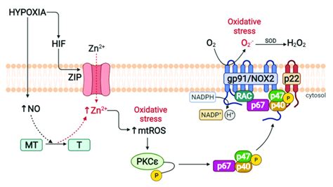 Role Of Zinc In The Activation Of NADPH Oxidase In Hypoxia NO Nitric