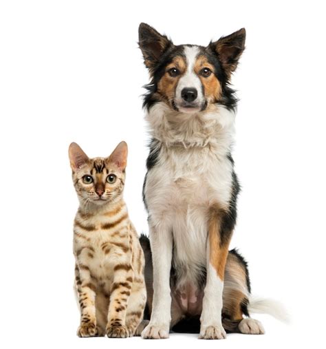 Premium Photo Cat And Dog Sitting Together