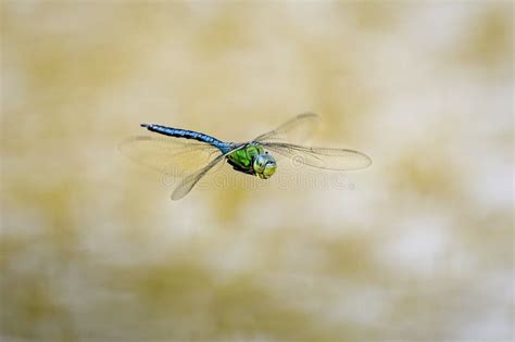 Emperor Dragonfly in Flight with Wings Spread Wide Stock Image - Image ...