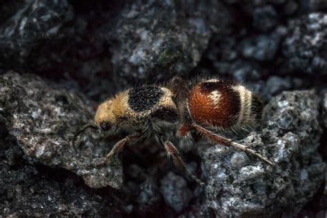 Velvet Ant Facts