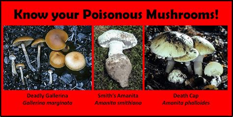 Know Your Poisonous Mushrooms Cascade Mycological Society