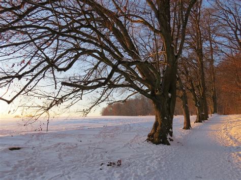 Bildet landskap tre natur skog gren snø kald vinter anlegg