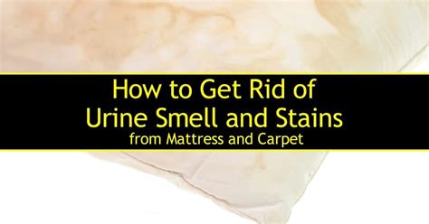 How to Get Rid of Urine Smell and Stains from Mattress and Carpet