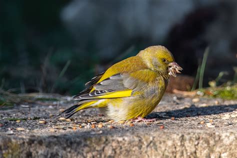 Greenfinch Bird Feathers Free Photo On Pixabay Pixabay