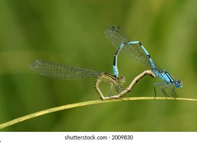 916 imágenes de Dragonfly sex Imágenes fotos y vectores de stock