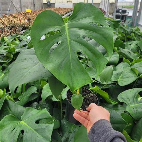 monstera deliciosa plante trouee tendance botanix jardineries botanix