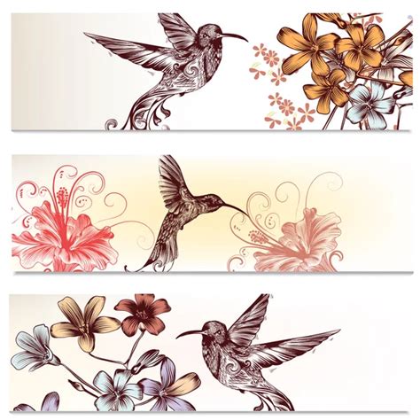 Vectores de stock de Colibríes ilustraciones de Colibríes sin