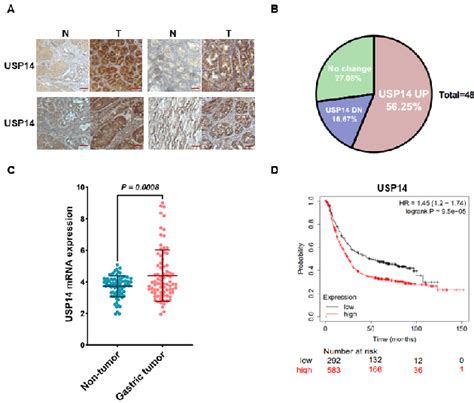 Figure From Usp Inhibition Regulates Tumorigenesis By Inducing