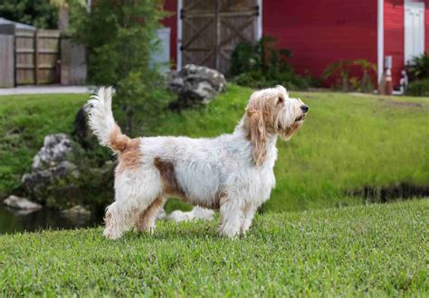 Grand Basset Griffon Vendeen (GBGV) Puppies For Sale