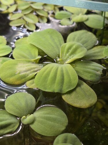 Dwarf Water Lettuce Pistia Stratiotes Floating Live Aquarium Plant