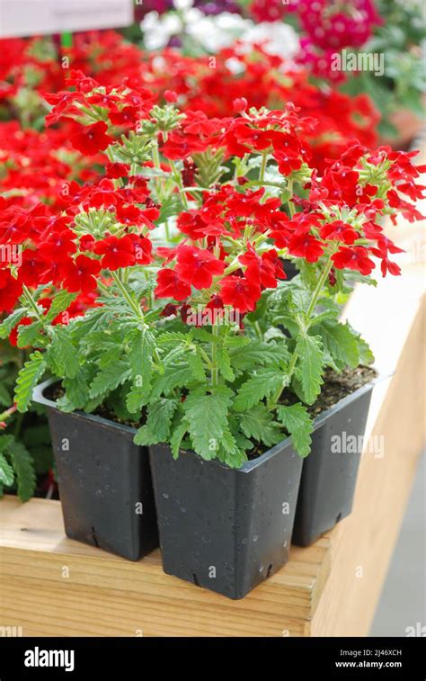 Red Verbena Blooming Verbena Tenera Verbena In A Black Tray Pot