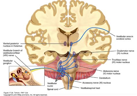 Differentiating Dizziness Versus Vertigo Brain Hub