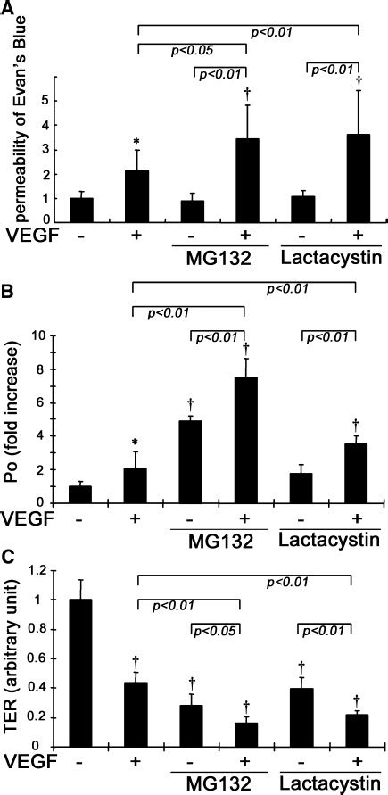 VEGF Induced Vascular Permeability Was Augmented By MG132 Or